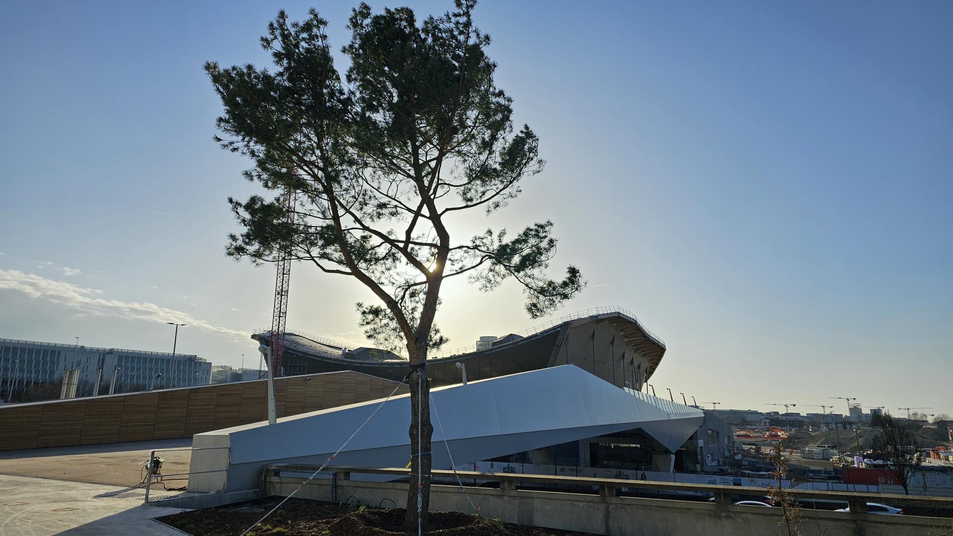 Arbre